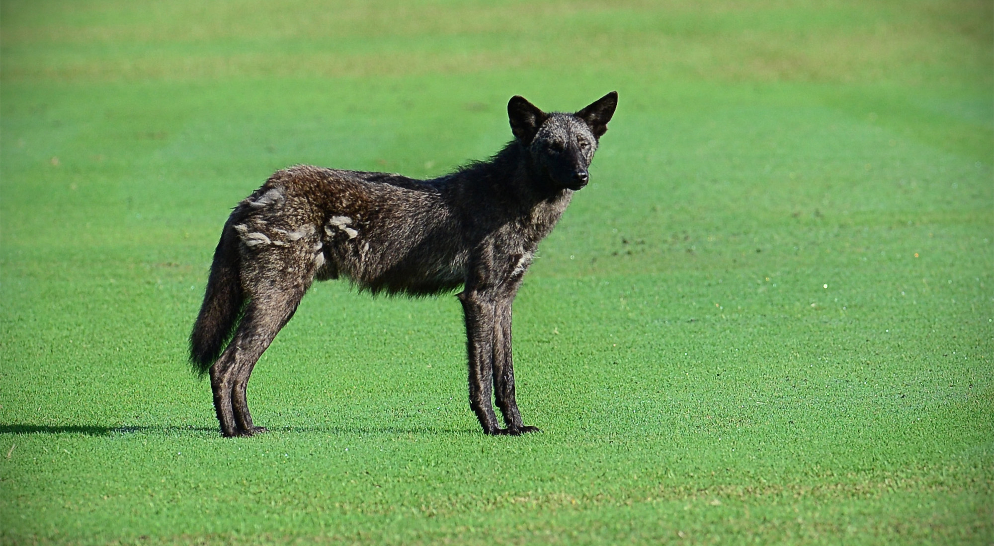An all-black coyote on a golf course in Florida.