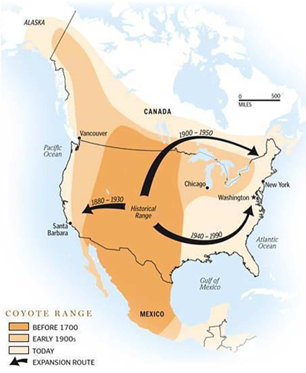 A map showing the expansion of Western coyotes.