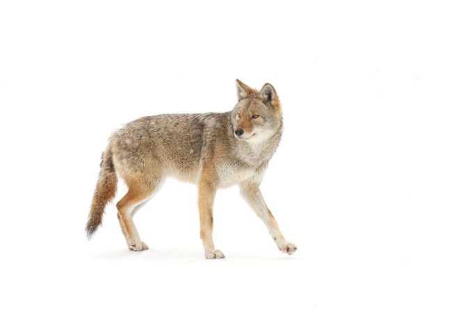 Coydog, Coywolf, or Coyote? A Complete Guide to Eastern Canids