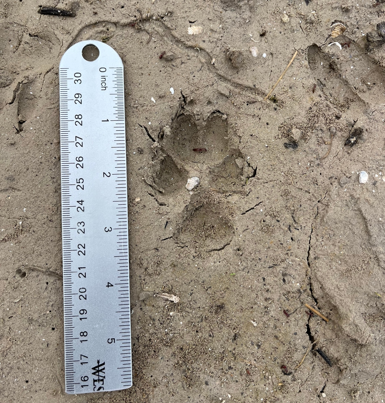 A coyote track is imprinted in mud next to a ruler.