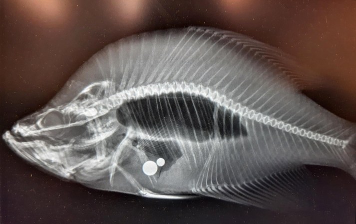 An x-ray image of a crappie with ball bearings in its gut.