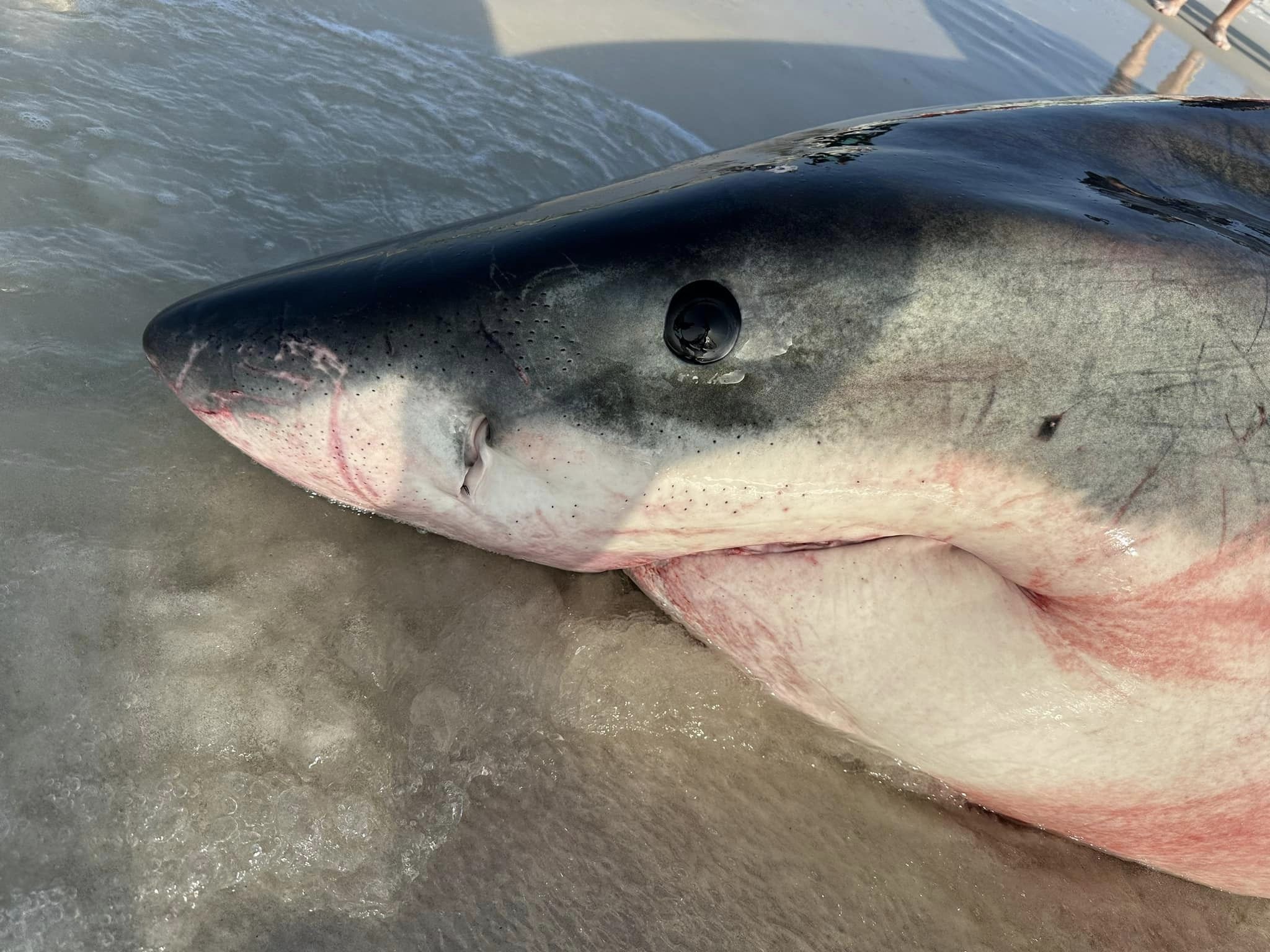 The underbite of a female great white shark.