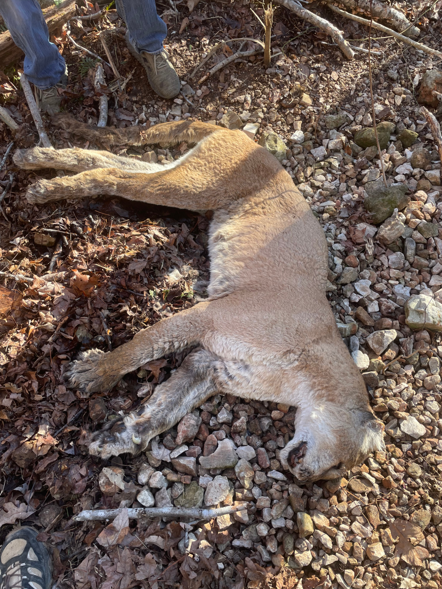 A cougar carcass lays on a forest floor. 
