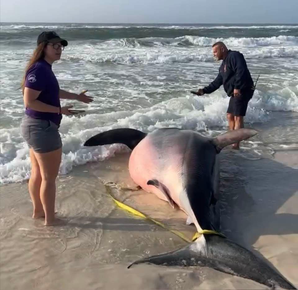A dead female great white shark that was discovered on a Florida beach.