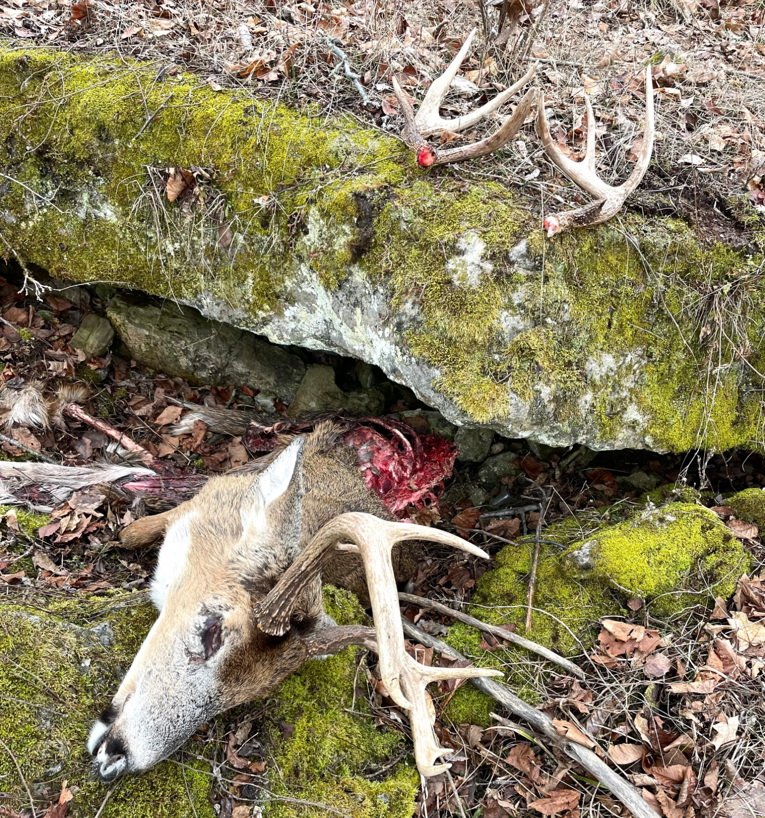 A dead whitetail buck with a set of shed antlers.