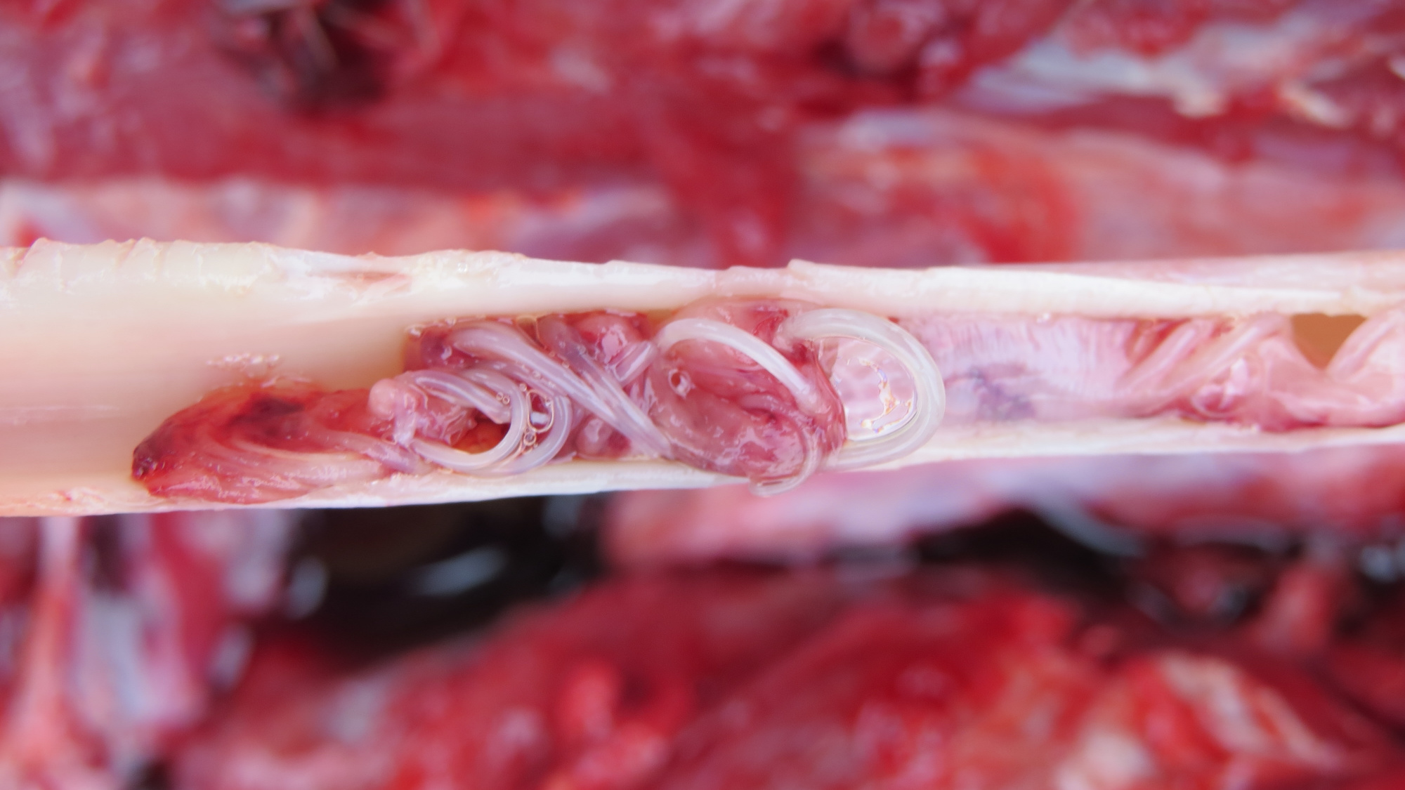 Arterial worm clogs the carotid artery of a cervid.
