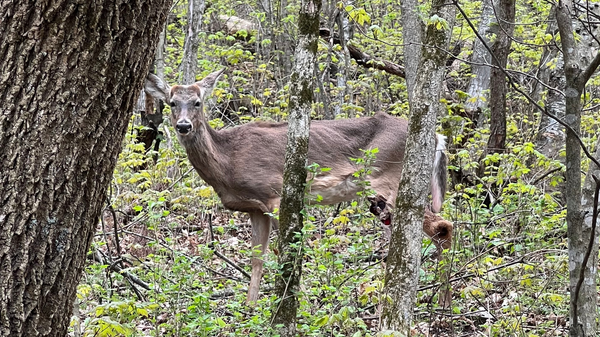 A deer with chronic wasting disease walks through a forest.