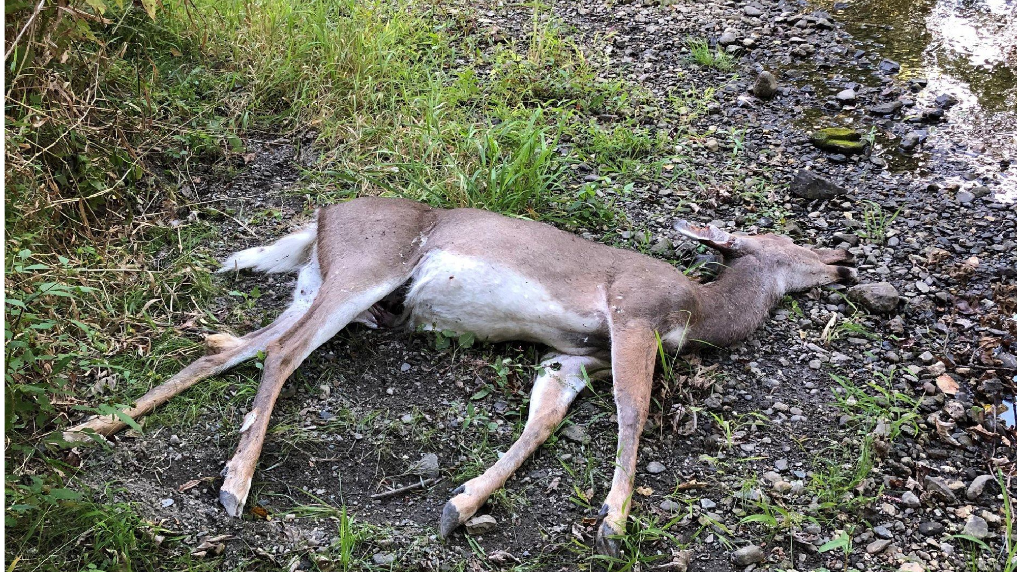 A whitetail deer that died from EHD lays near water.