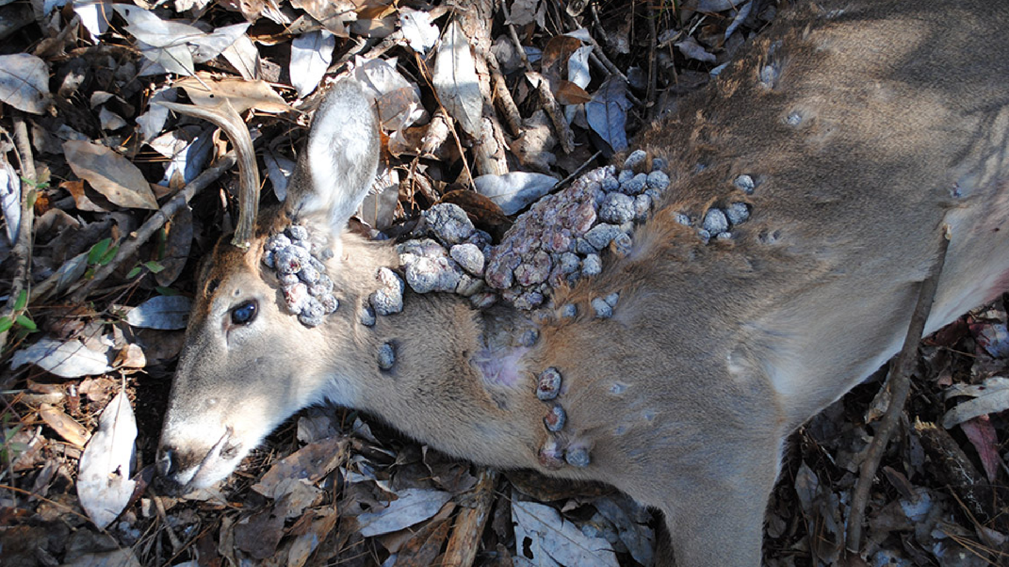 A whitetail buck is covered in papillomas.