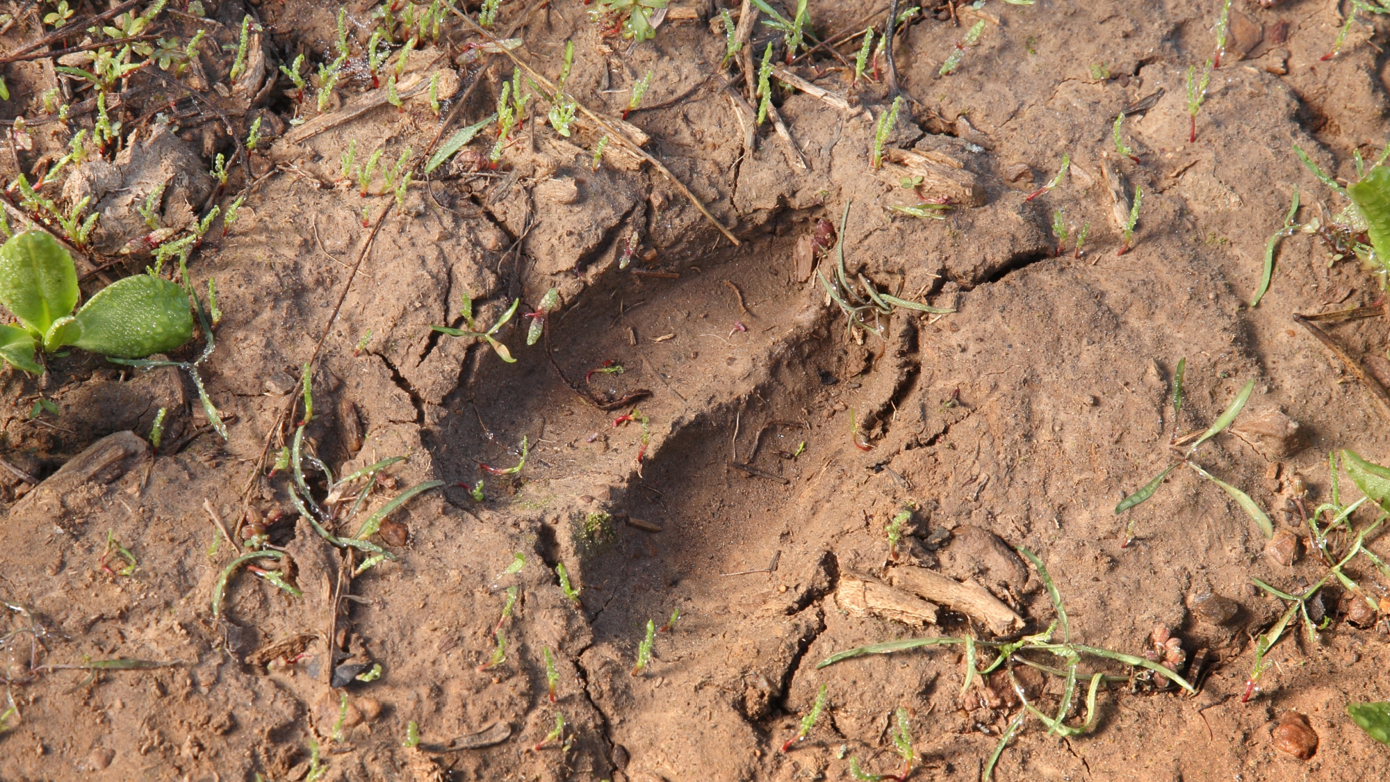 A deer track is pressed into mud.