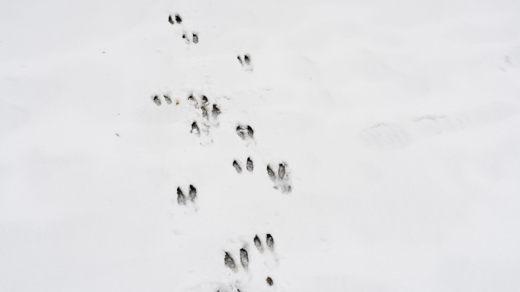 Deer tracks walk through snow.