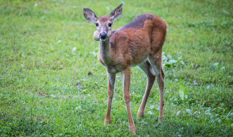 A deer disease like arterial worm makes this deer have puffy cheeks.
