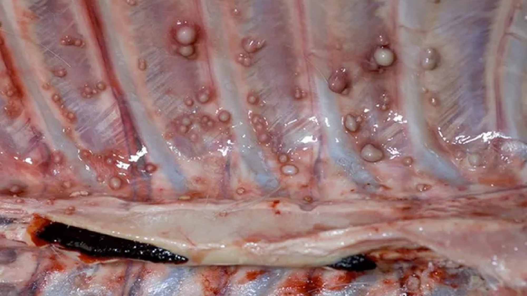 A deer with bovine tuberculosis has pustules inside their ribcage.