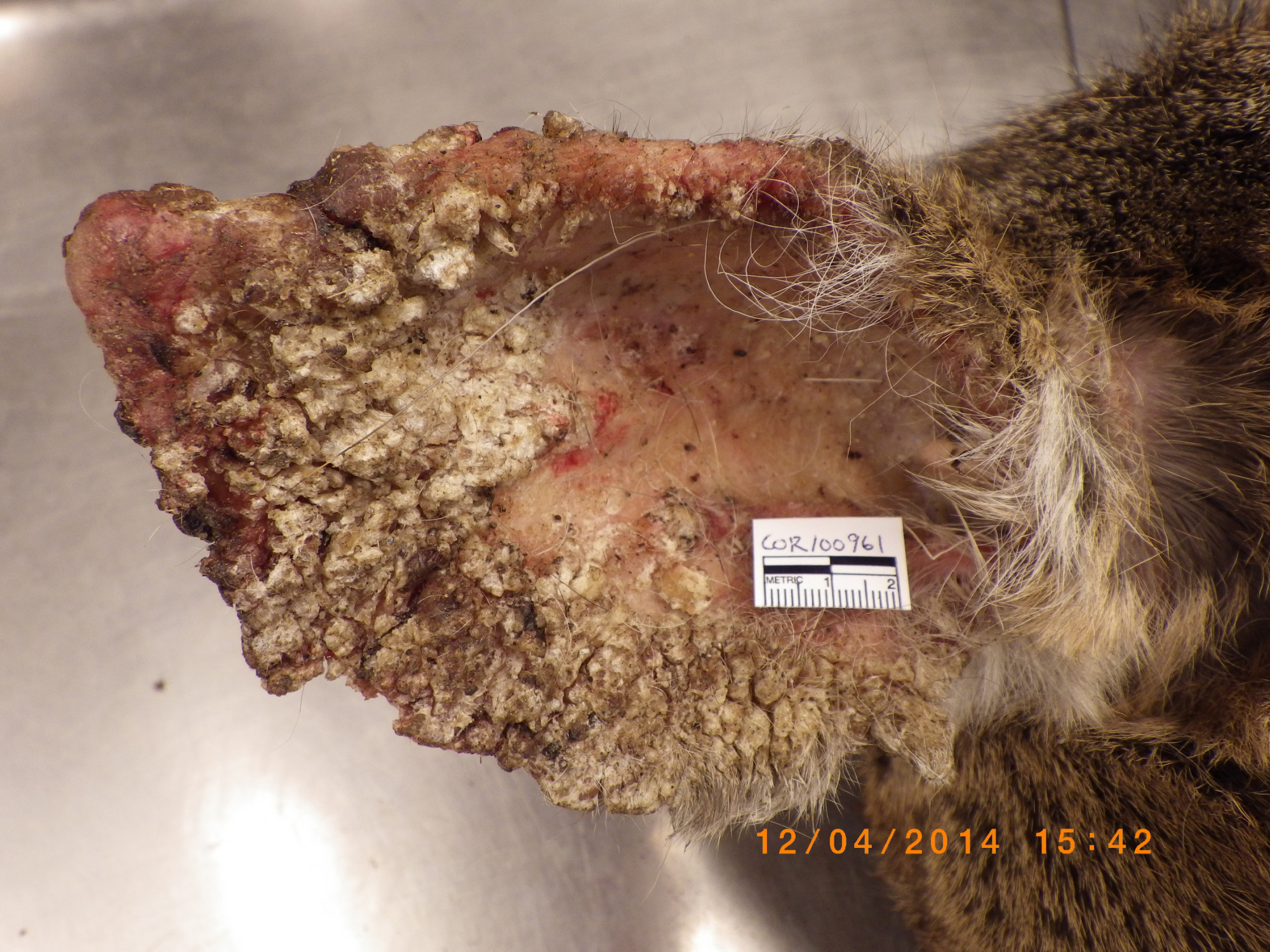 A deer's ear is covered in lesions from dermatophilosis