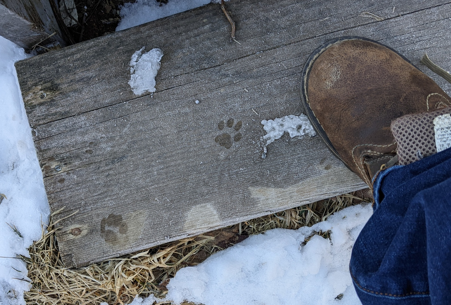 Two domestic cat tracks show up on steps near a home. 