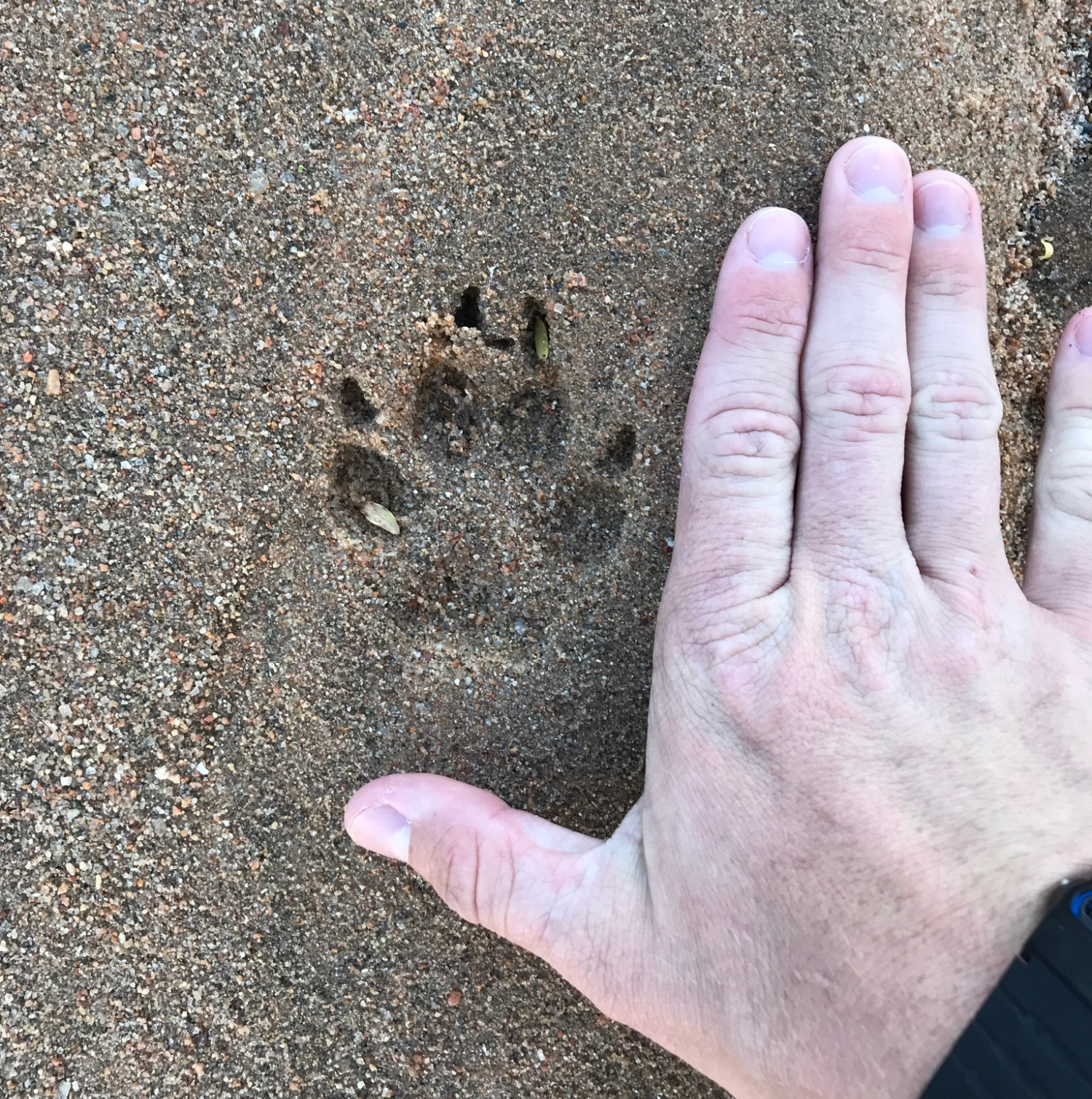 A domestic dog track shows up on wet sand.