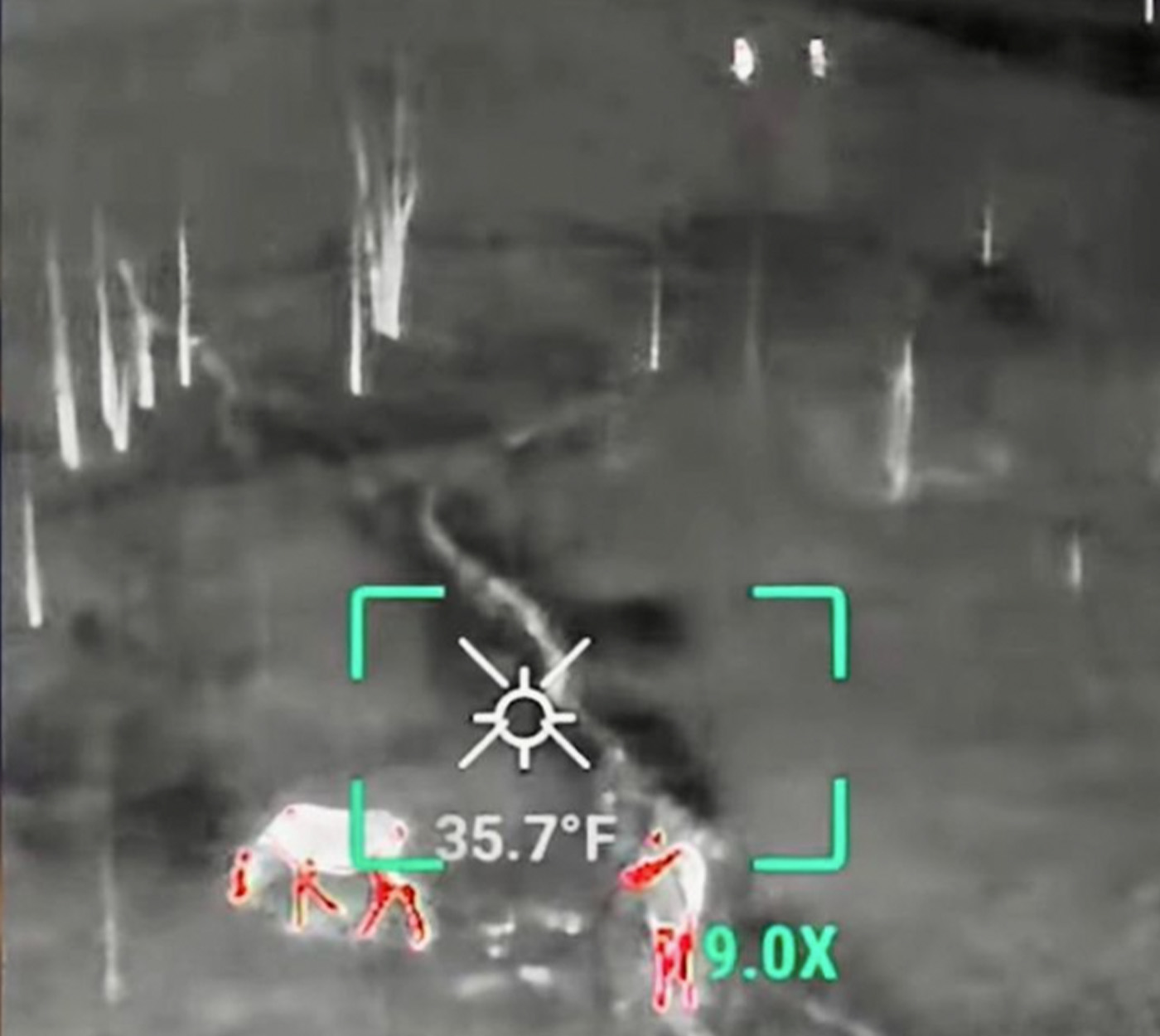 A thermal imaging camera points at two cow elk.