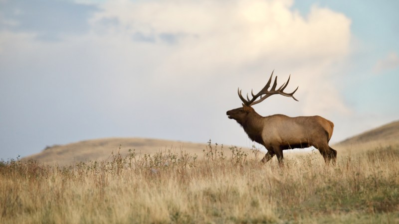 A bull elk looks across grassy plains.