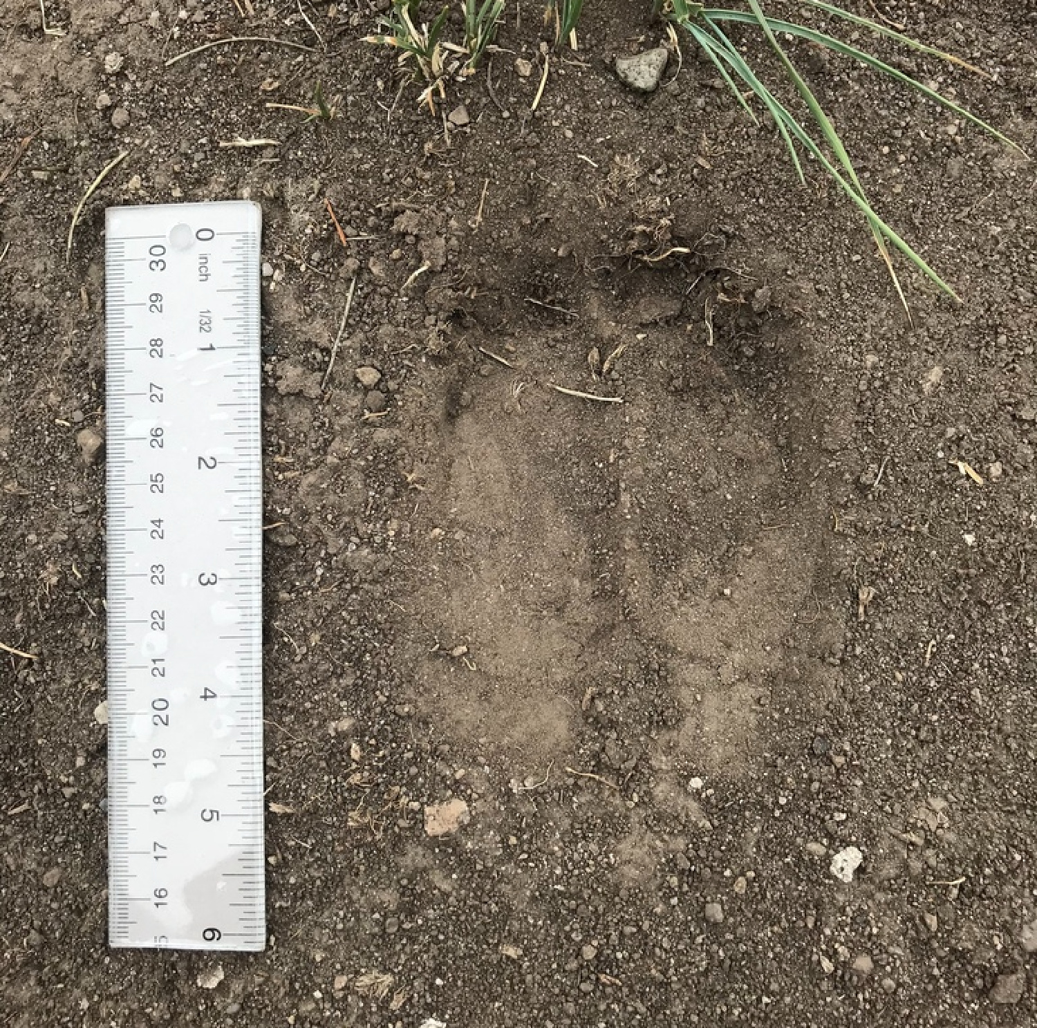 An elk track is printed in dirt with a ruler.