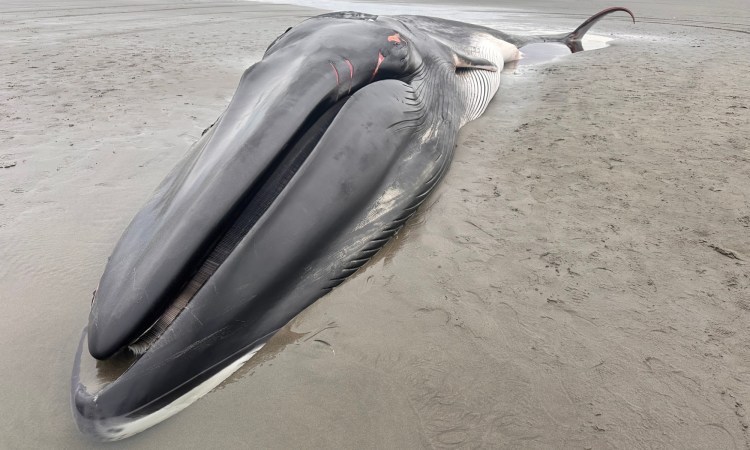 A dead Fin whale washed up on a beach.