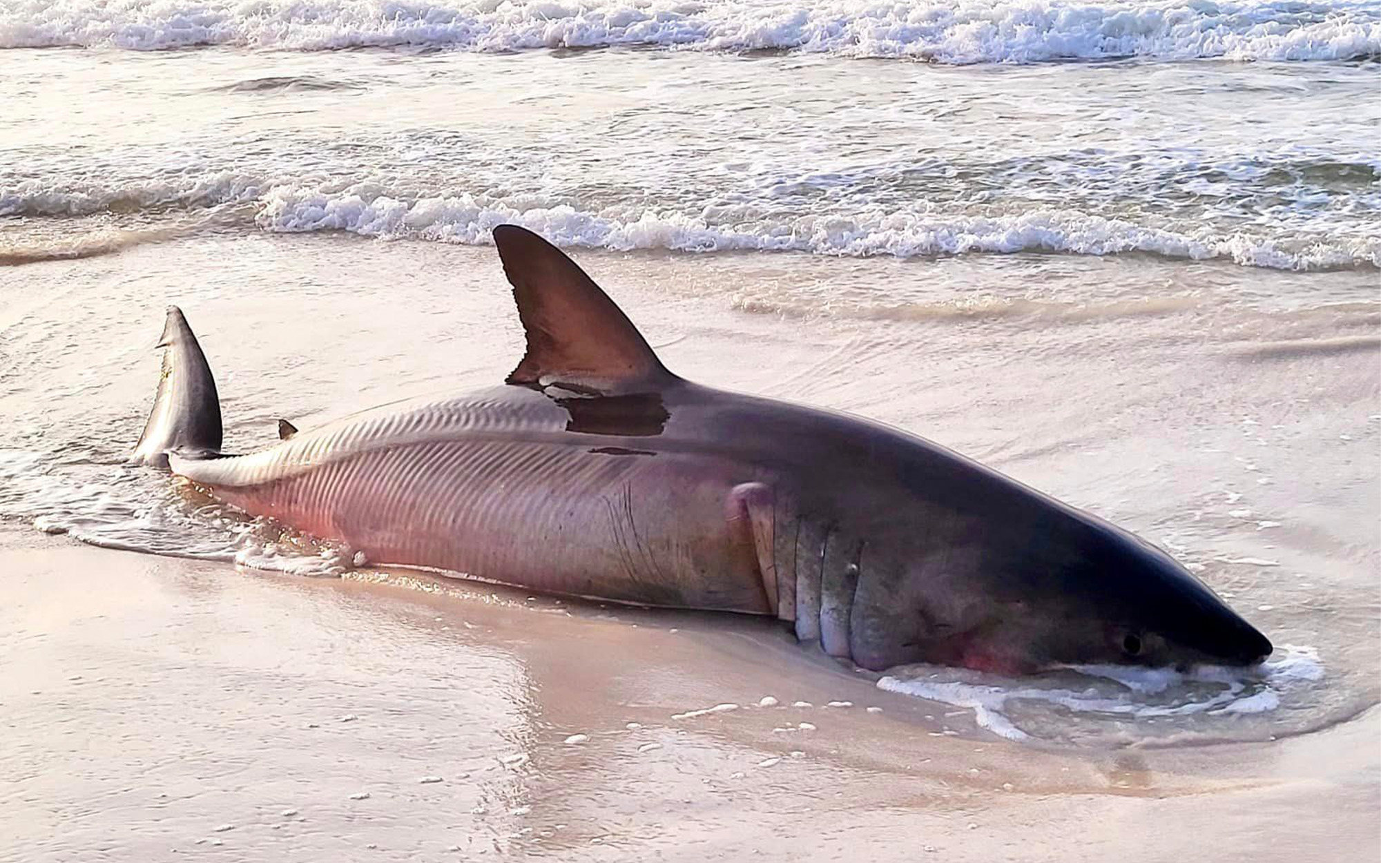 A dead great white shark on a Florida beach.