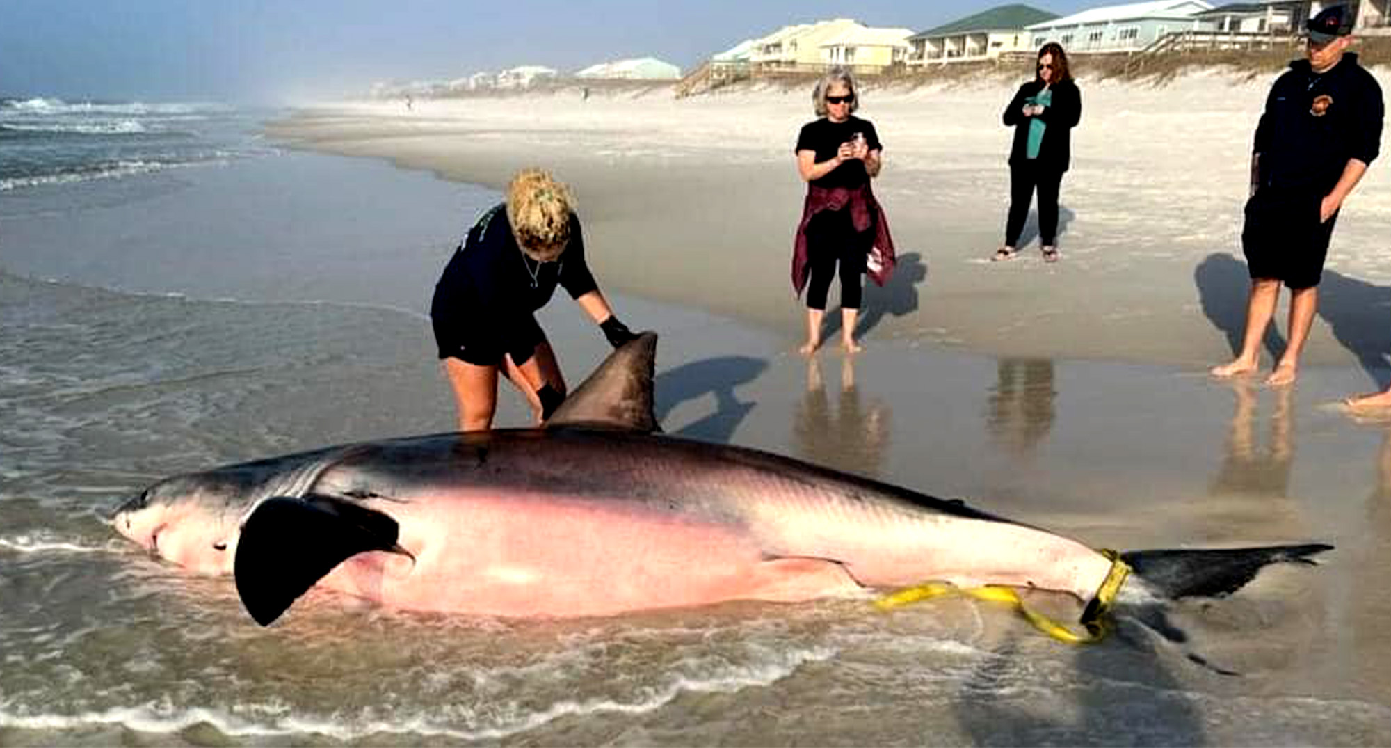 Biologists investigate a dead shark found on a Florida beach.