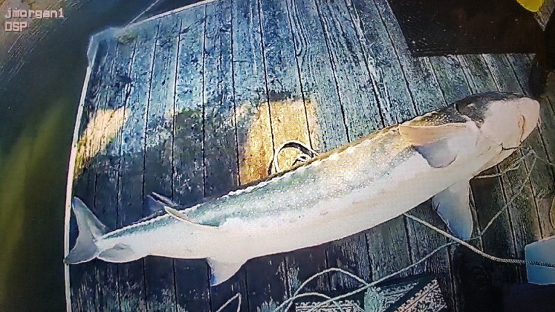 Oregon Man Does Jail Time for Poaching 7-Foot White Sturgeon, Estimated to Be 80 Years Old