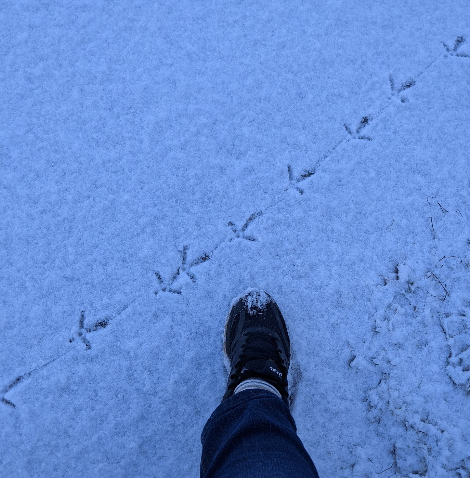 A trail of grouse tracks march through snow.