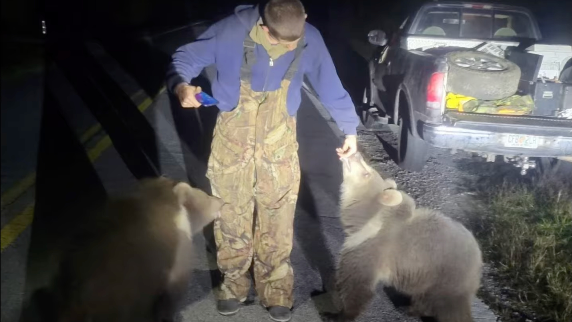 A man interacts with Kodiak bear cubs in Florida.