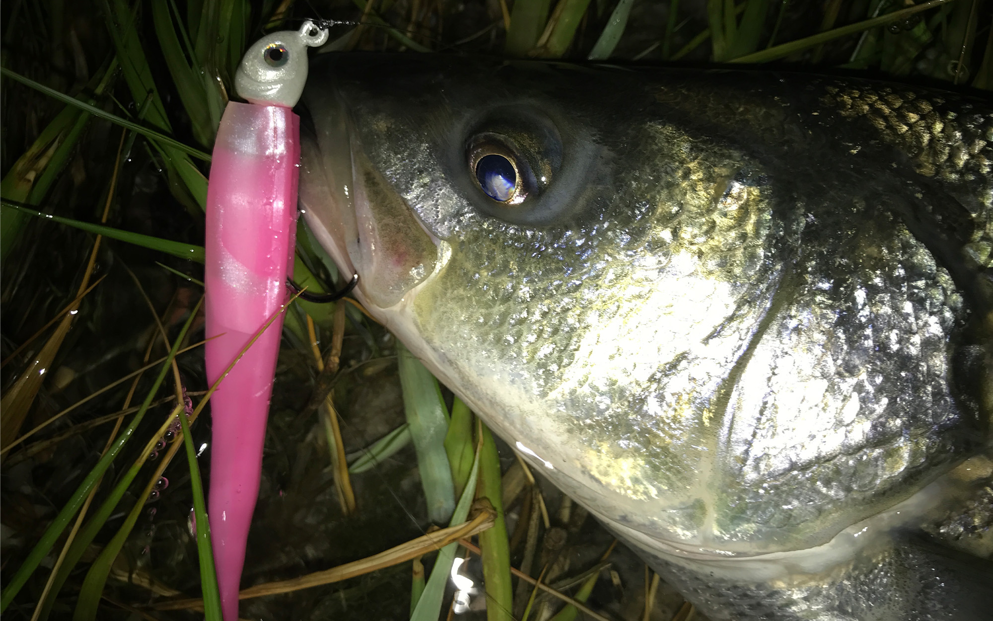 A walleye with a soft plastic lure in its mouth.