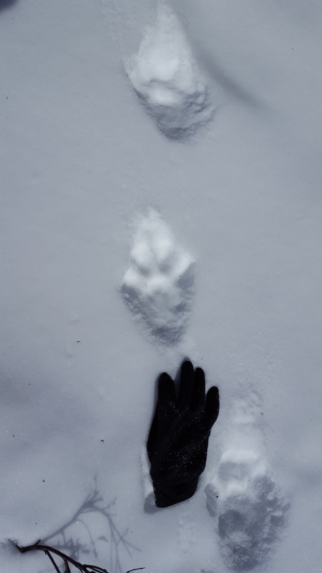 A set of lynx tracks walk through snow with a glove for scale.