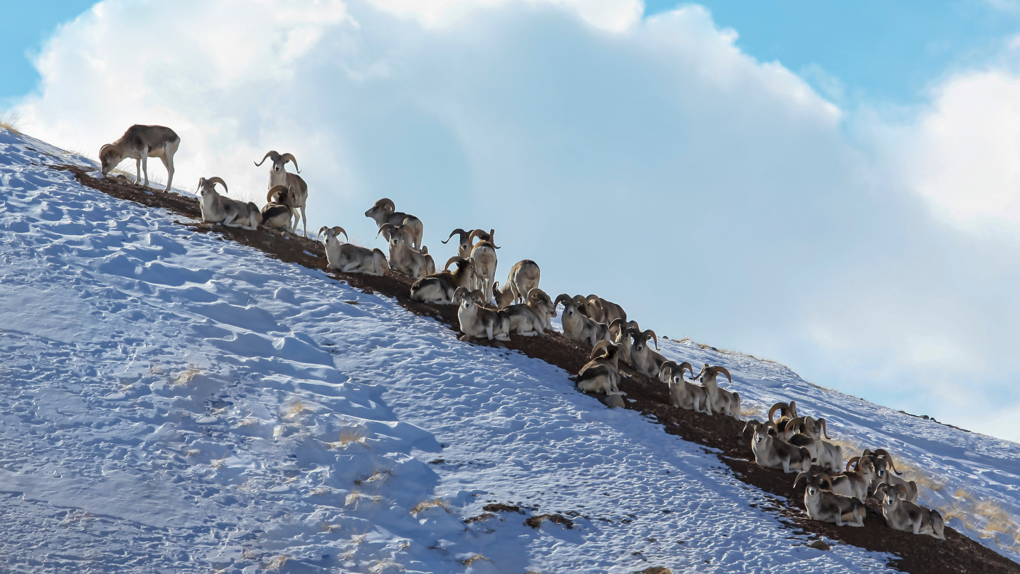 A flock of Marco Polo sheep rest on a hillside.