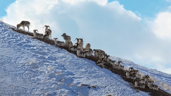 Montana Man Charged for Illegally Cloning and Breeding Marco Polo Sheep from Central Asia