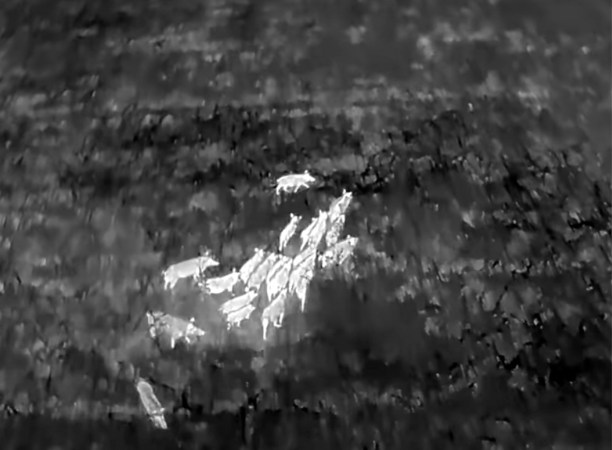 A pack of hogs in Texas as seen through a drone-mounted thermal imaging camera.