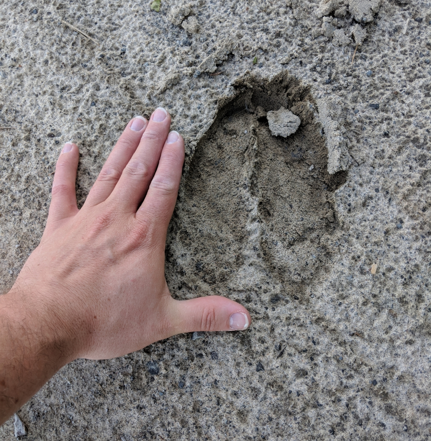 A man puts his hand next to a moose track in sand.