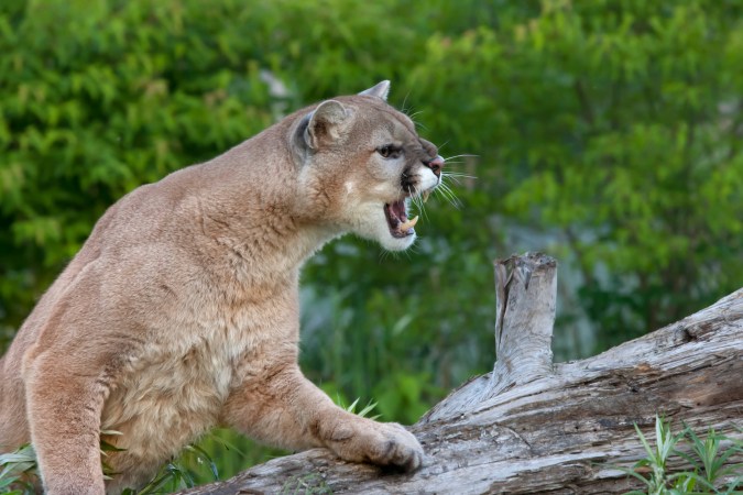 A snarling mountain lion leans on a fallen tree.