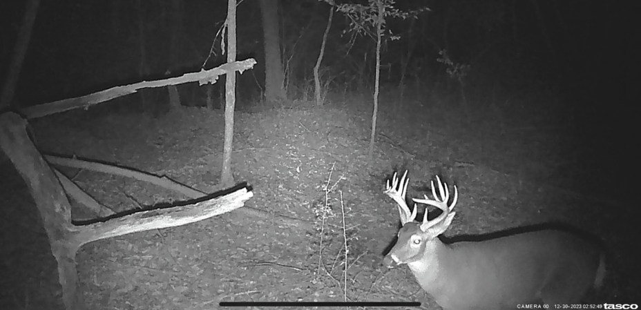 A trail camera photo of a buck in Mississippi.