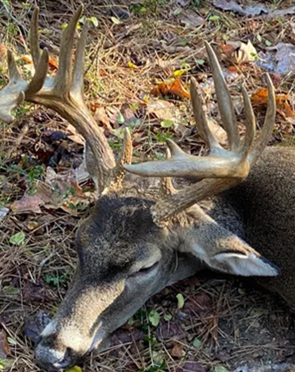 A Mississippi buck with a unique rack.