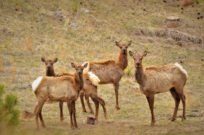 A herd of elk in Nebraska