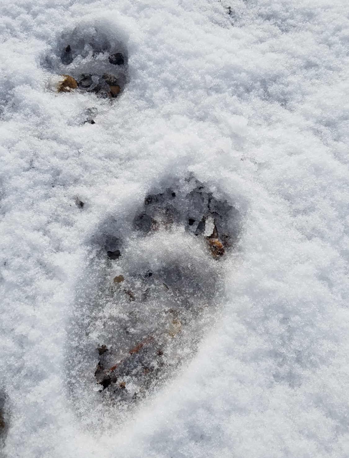 Old bear tracks have frost particles in them.