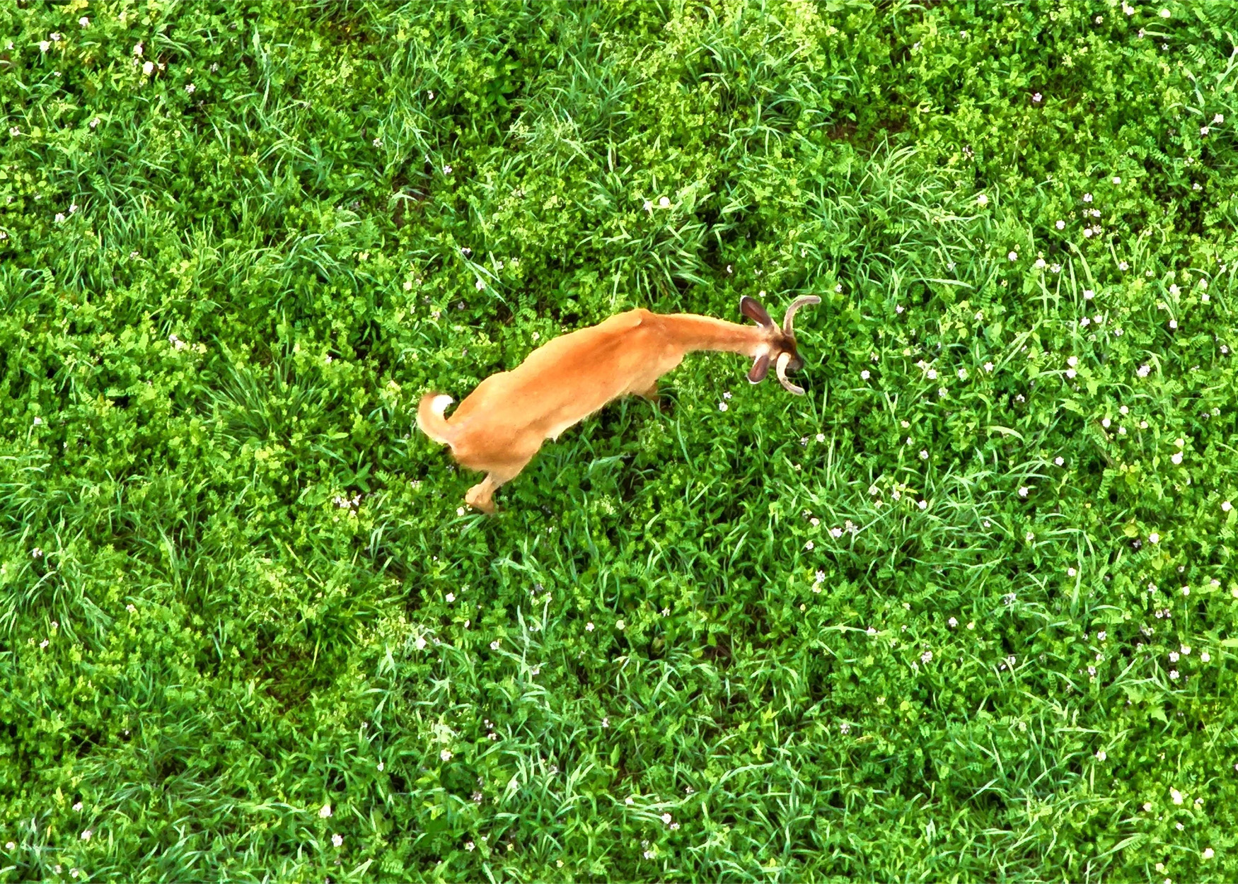 An aerial view of a whitetail buck in a food plot.