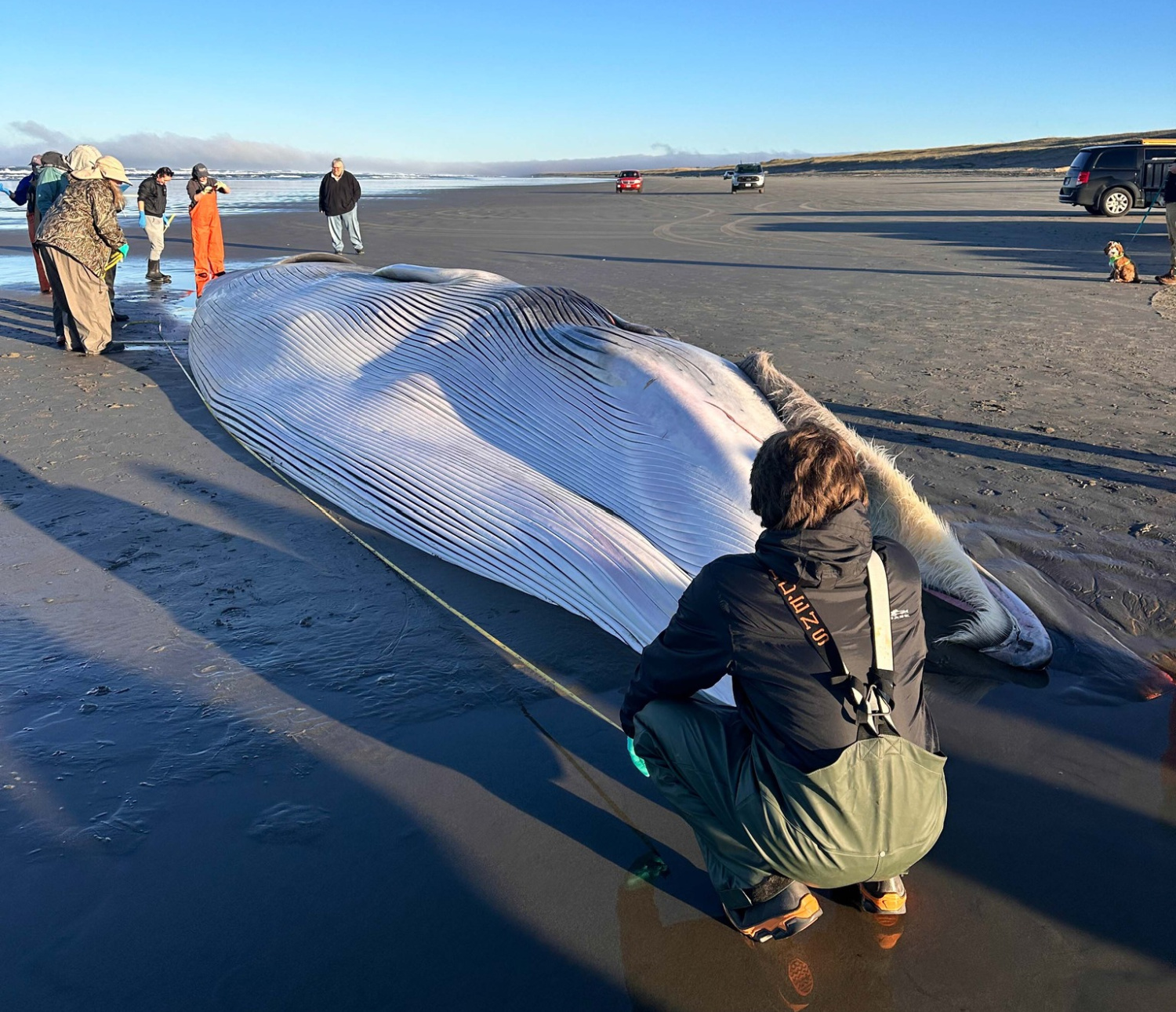 Beachgoers stand by a dead Fin whale in Oregon.