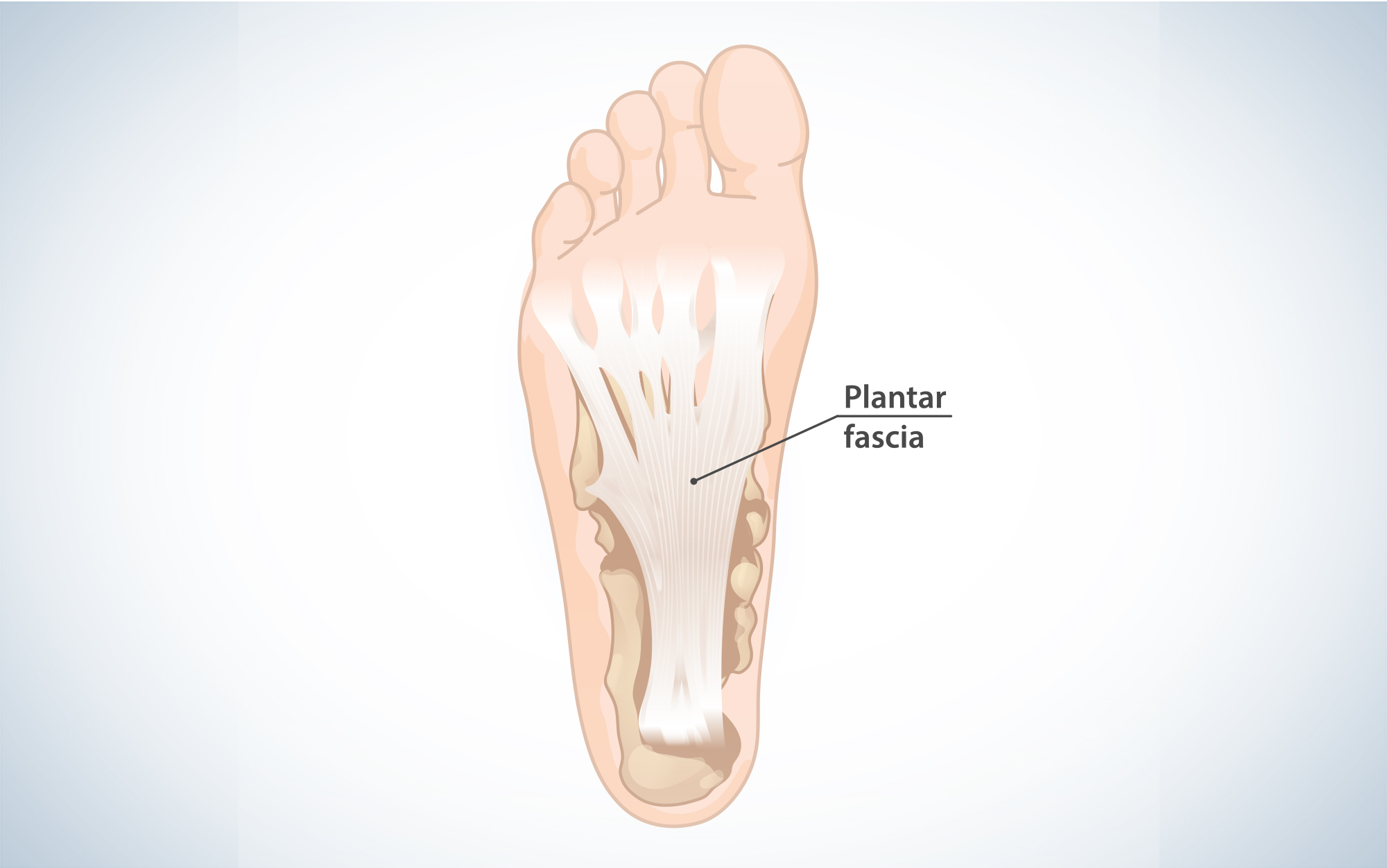 The plantar fascia is connective tissue that runs along the bottom of your foot from the heel bone to the toes.