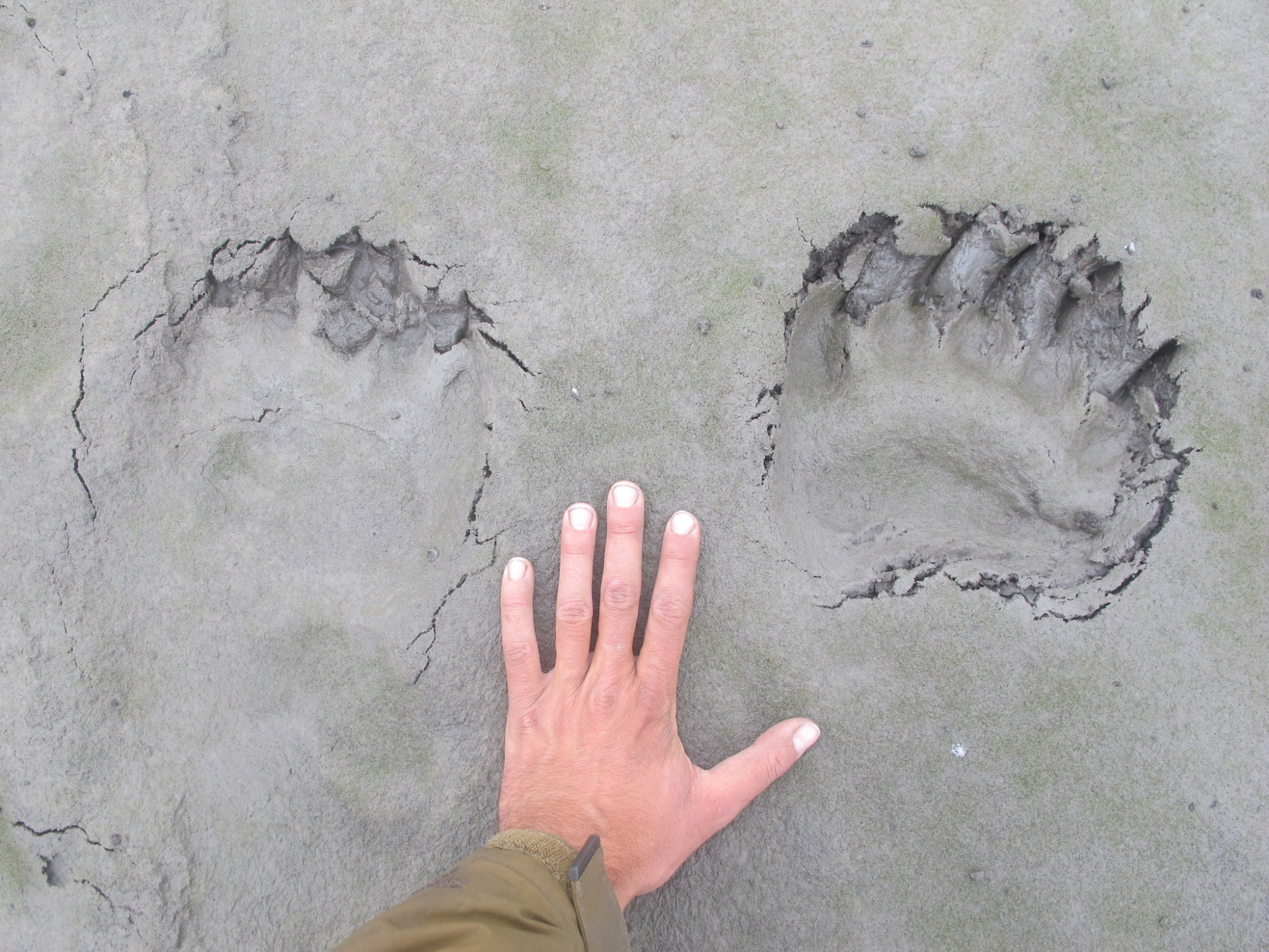 Two polar bear tracks are much larger than the hand next to them.