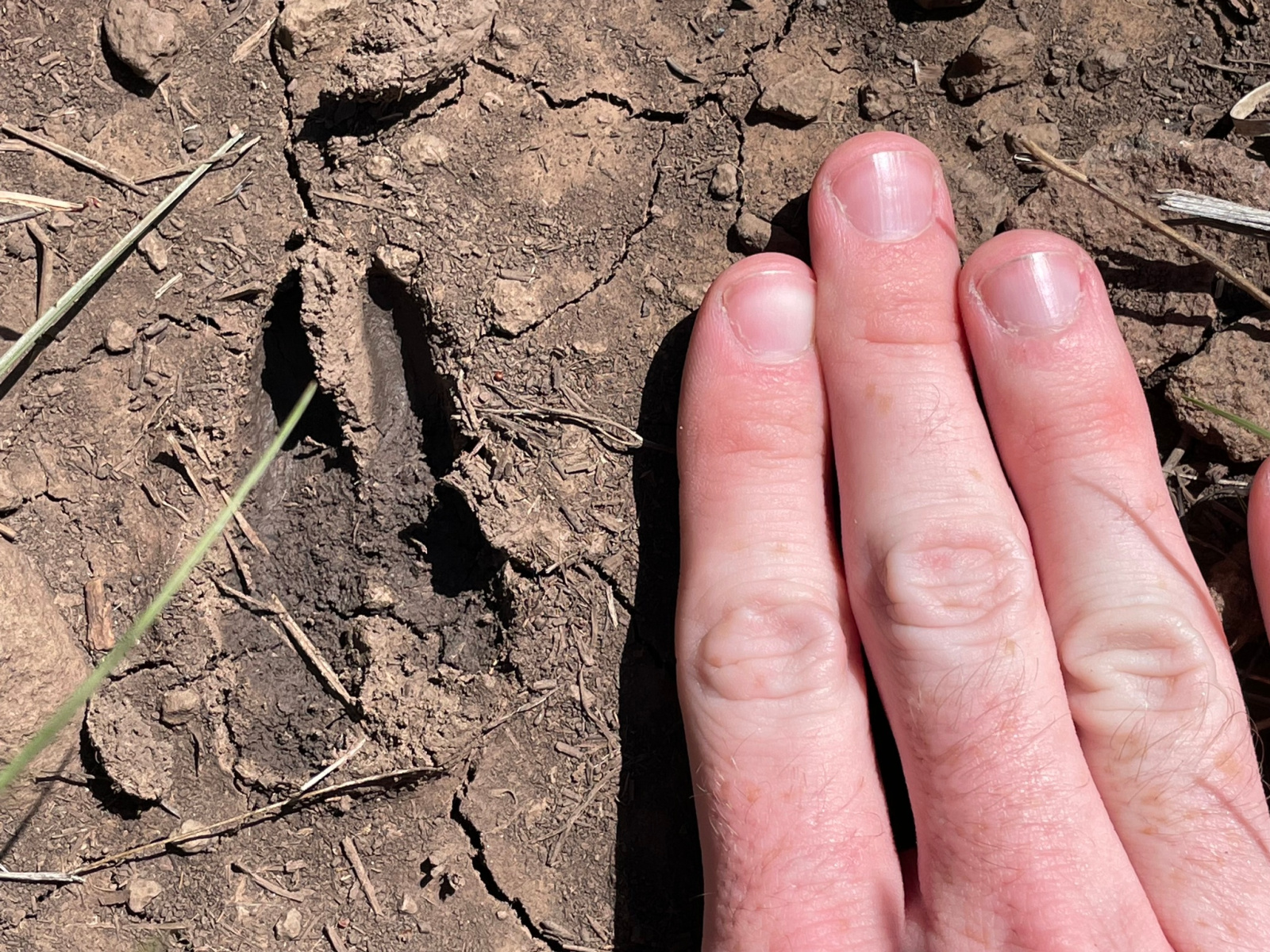 A pronghorn track looks small compared to a human hand.