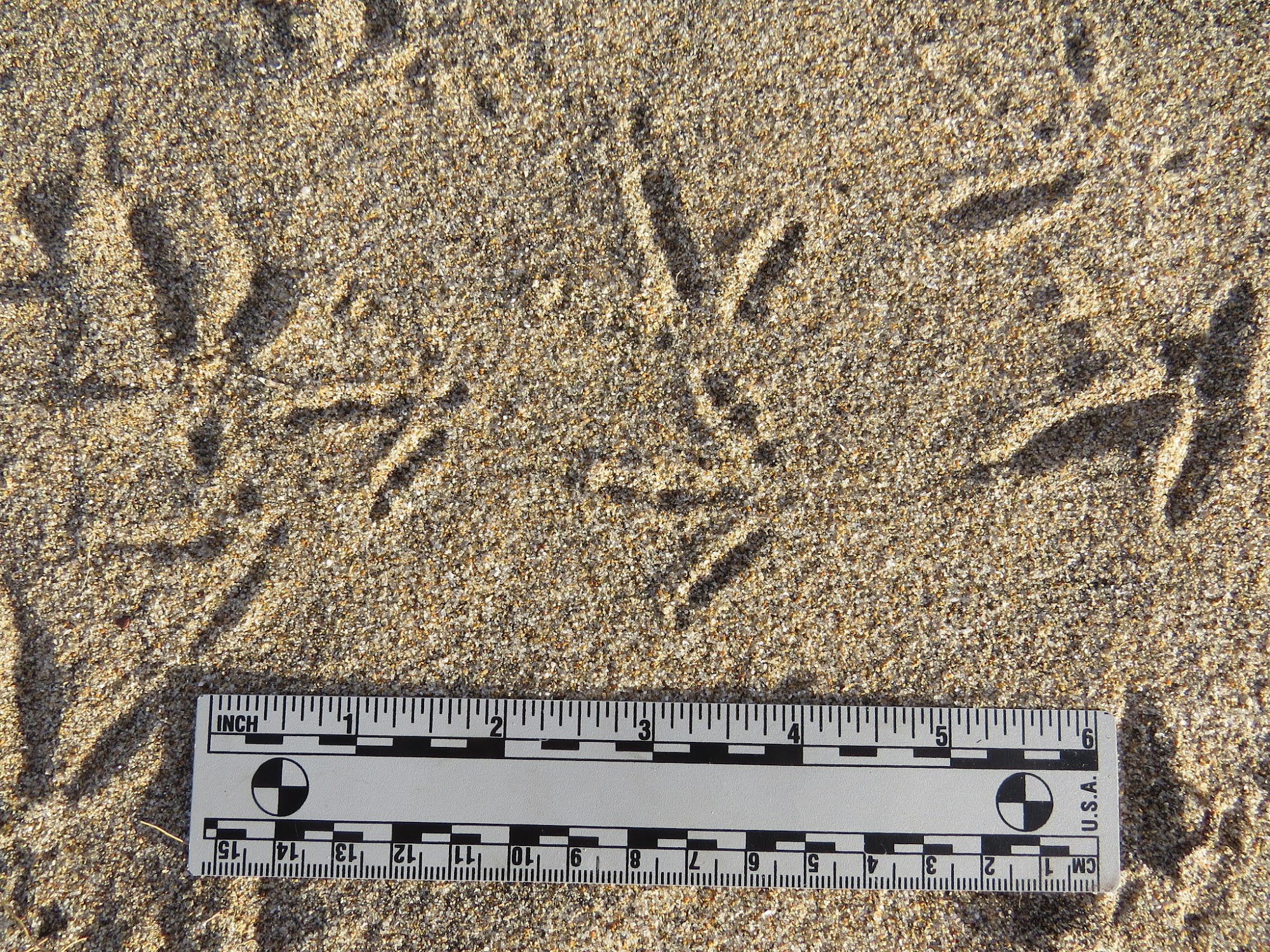 A set of quail tracks show up in sand.