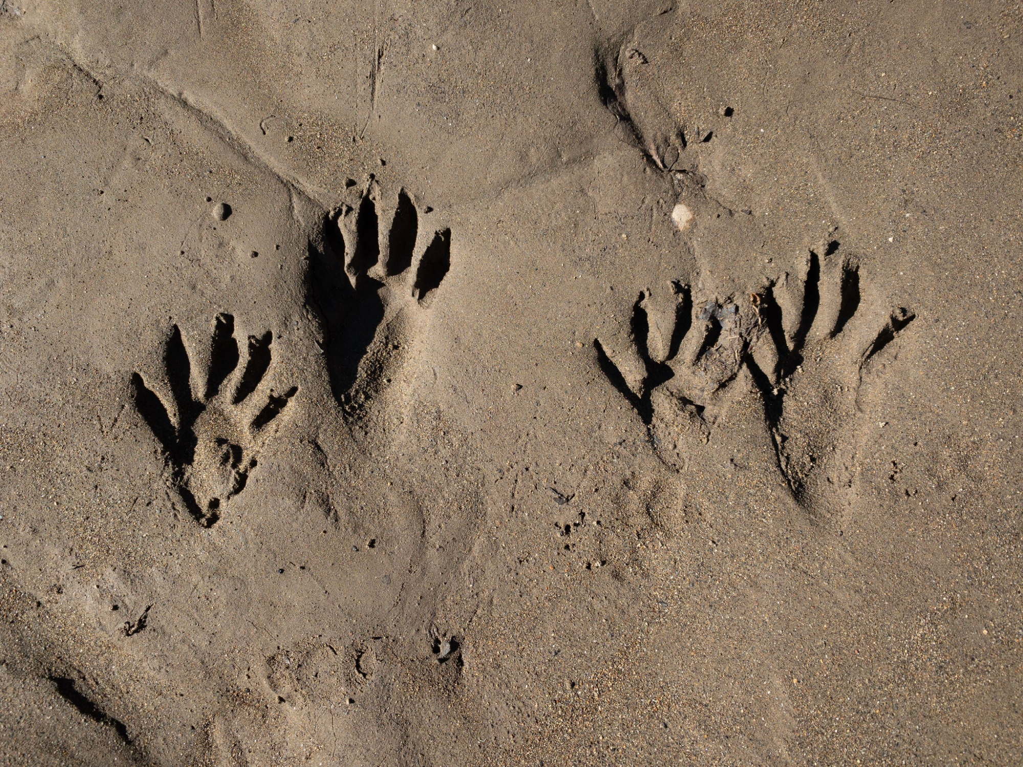Raccoon tracks look like hands in mud.