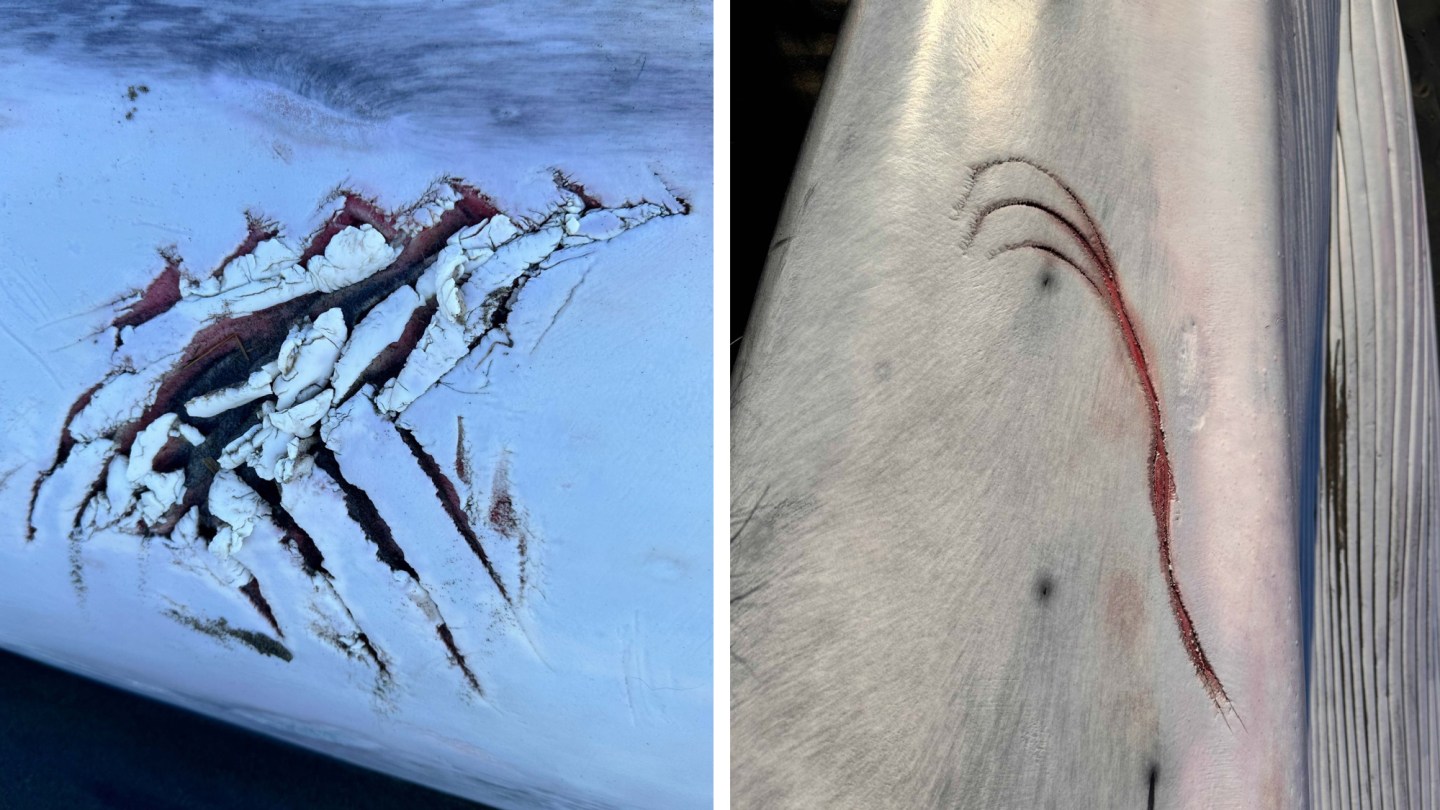 Photos Dead Fin Whale Found on Beach Was Attacked by Orcas