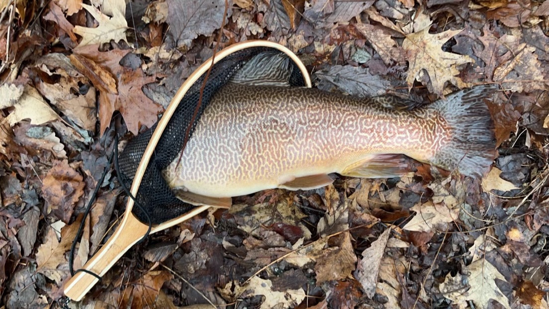 A hybrid tiger trout caught in West Virginia.