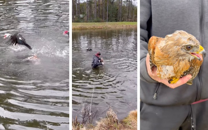 Screenshots of a hawk being attacked by muscovy ducks and a guy rescuing them
